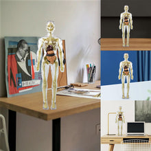 Laden Sie das Bild in den Galerie-Viewer, 🫀Kinderanatomiemodell Skelett 3D-Modell des menschlichen Torsos🩺