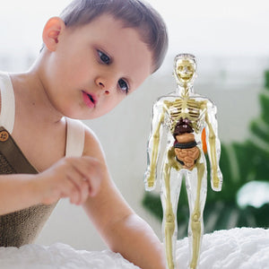 🫀Kinderanatomiemodell Skelett 3D-Modell des menschlichen Torsos🩺