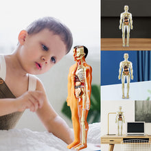 Laden Sie das Bild in den Galerie-Viewer, 🫀Kinderanatomiemodell Skelett 3D-Modell des menschlichen Torsos🩺